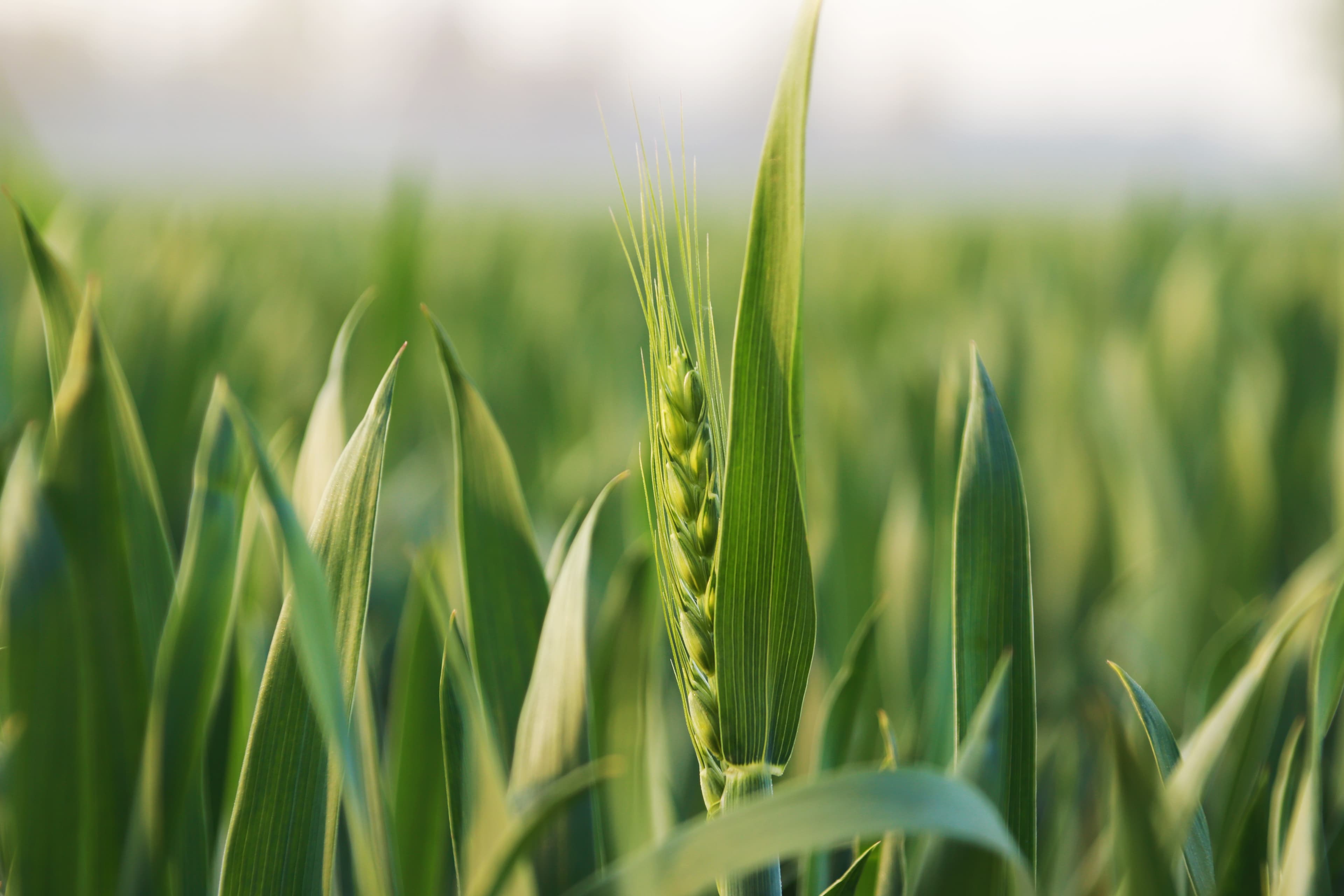 Wheatgrass Powder (Triticum aestivum) extract (standardized extract) for B2B manufacturing