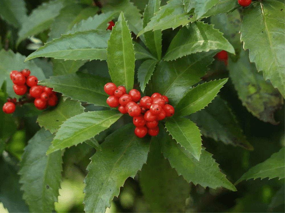 Sarcandra glabra Extract