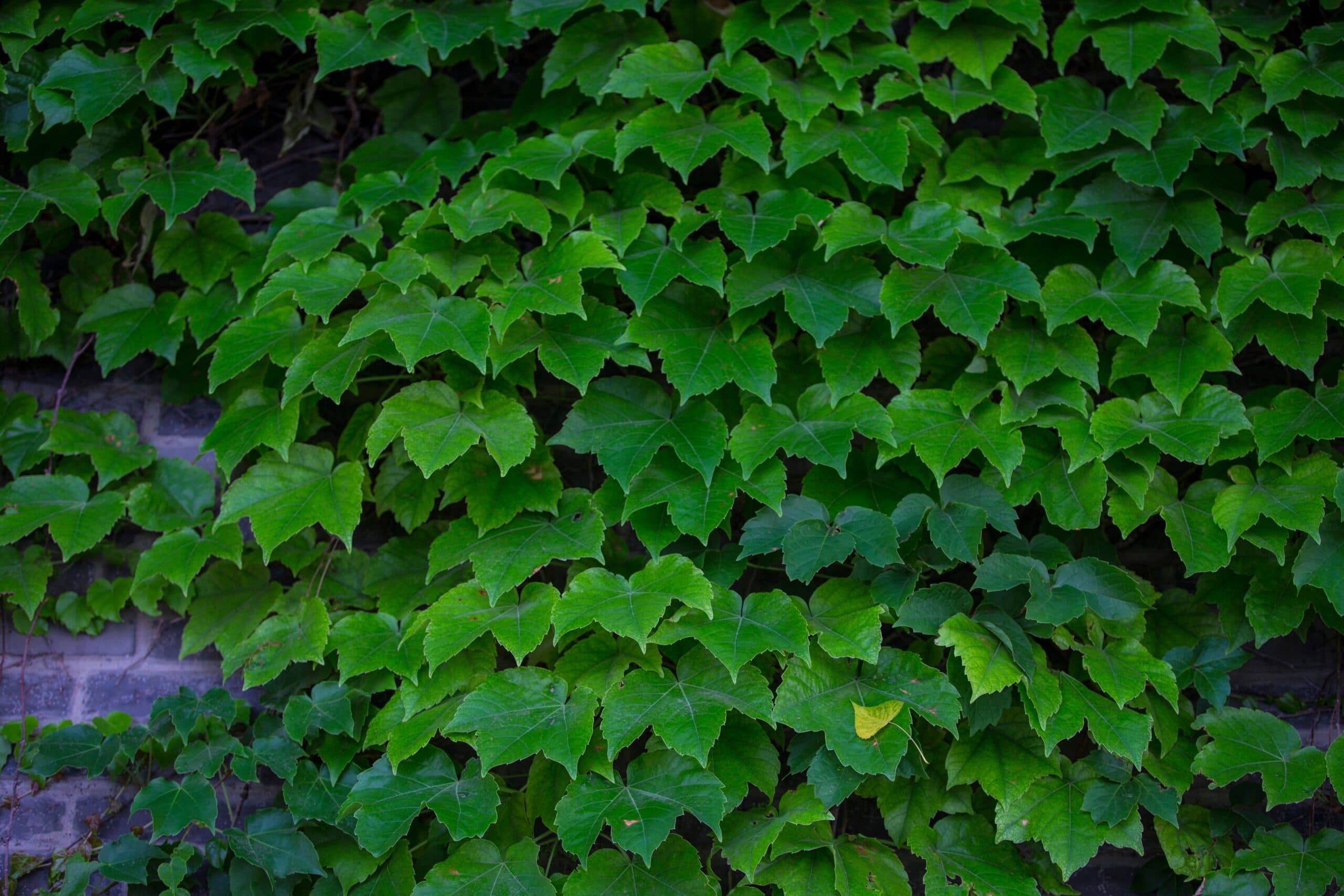 Ivy Extract