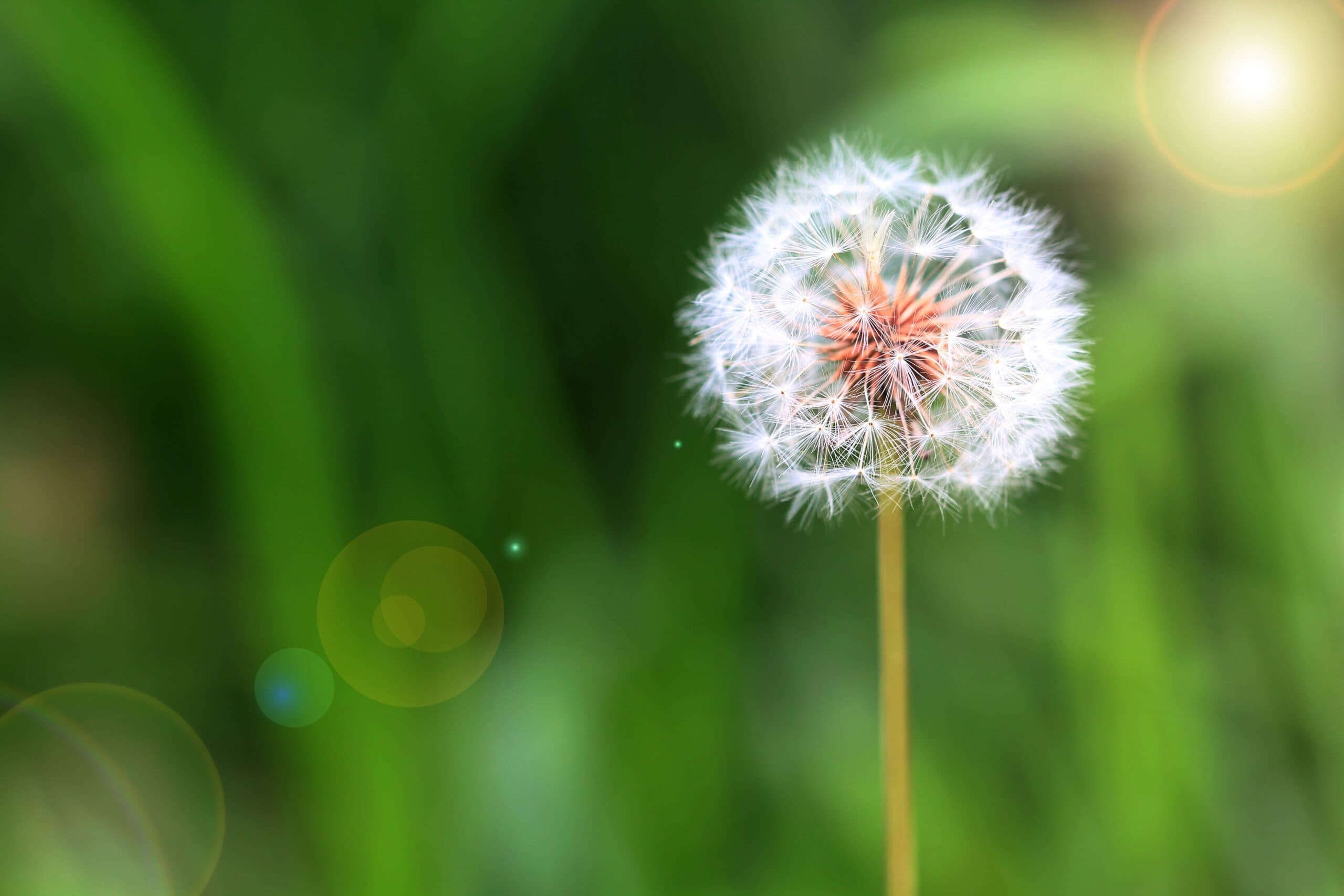 Dandelion Extract