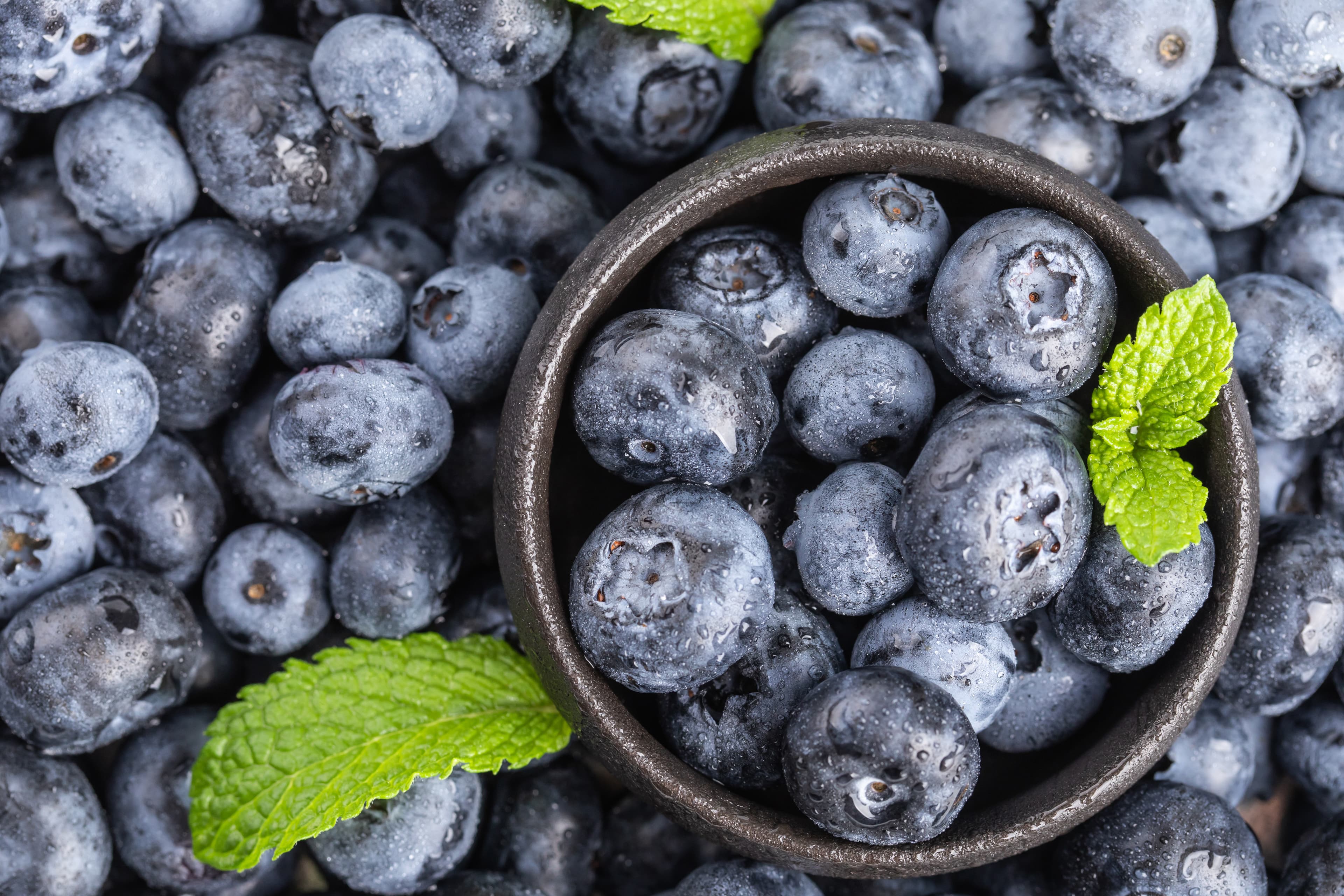 Blueberry Powder (Vaccinium corymbosum) extract (standardized extract) for B2B manufacturing