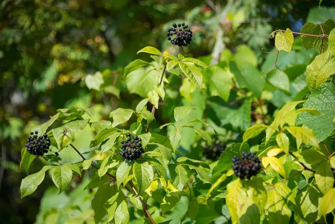 Siberian Ginseng Extract