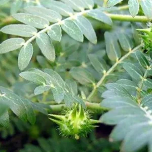 Tribulus terrestris Extract