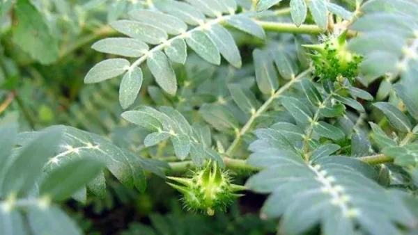 Tribulus terrestris Extract