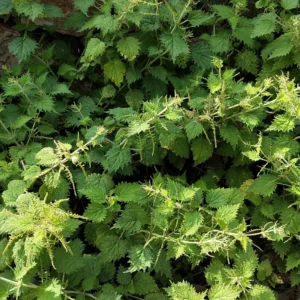 Nettle Extract
