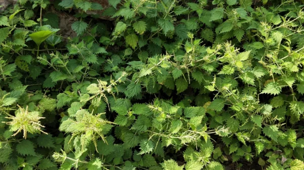 Nettle Extract