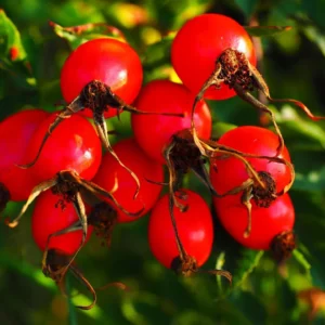 Rose hip Extract