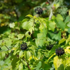 Siberian Ginseng Extract