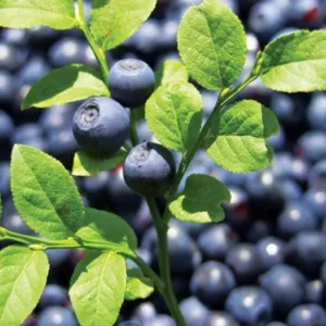 Bilberry Extract