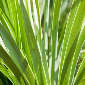 Yucca Extract