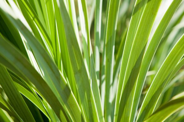 Yucca Extract