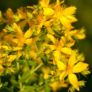 Hypericum perforatum Extract