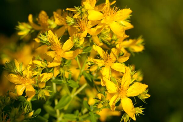 Hypericum perforatum Extract