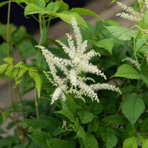 Black Cohosh Extract