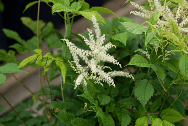 Black Cohosh Extract
