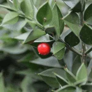 Butcher's Broom Extract