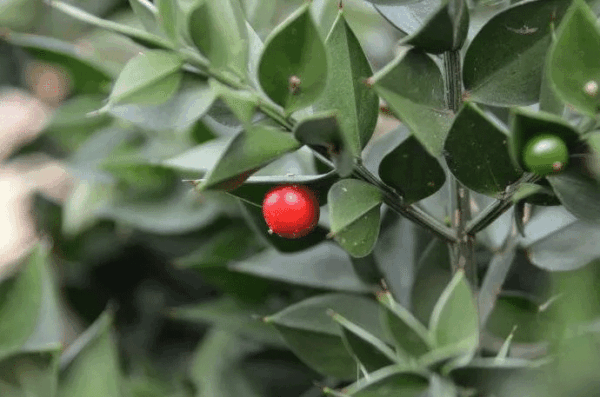 Butcher's Broom Extract