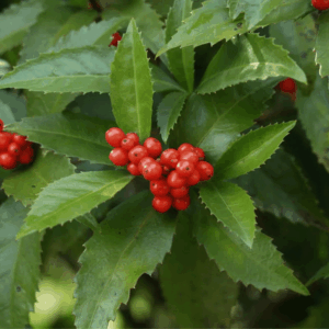 Sarcandra glabra Extract