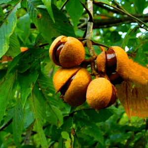 Horse Chestnut Extract