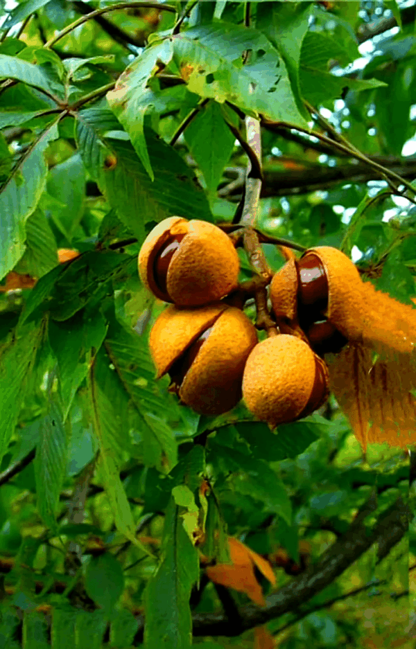 Horse Chestnut Extract