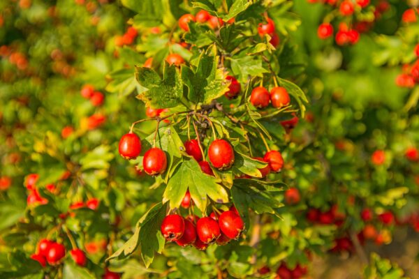 Hawthorn Leave Extract