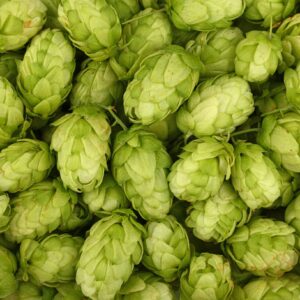 Hop Extract