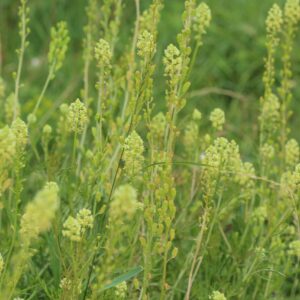 Luteolin Extract