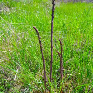 Horsetail Extract