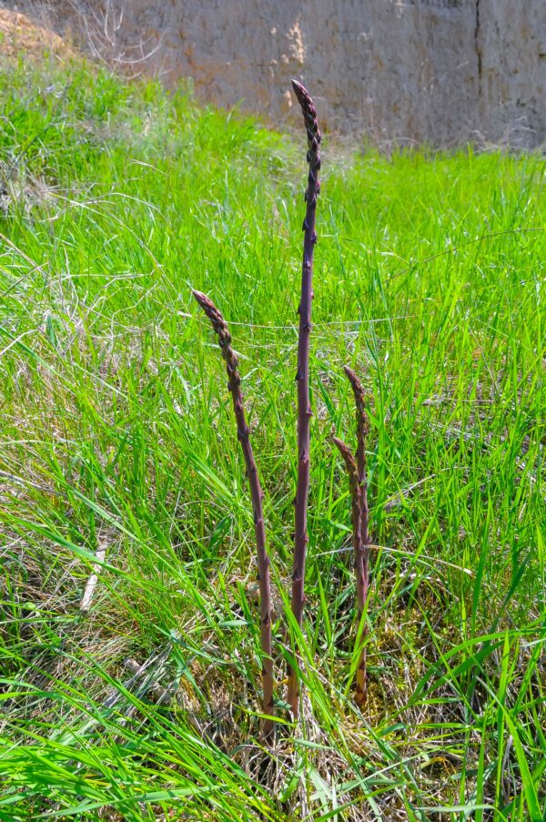 Horsetail Extract