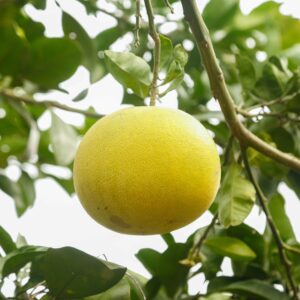 Naringin Extract