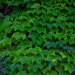 Ivy Extract