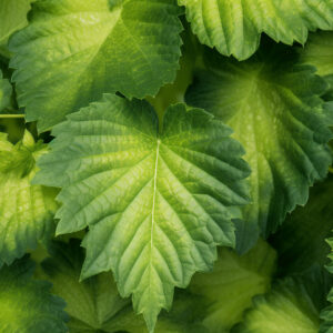 Mulberry Leaf Extract