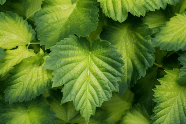 Mulberry Leaf Extract