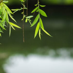 White Willow Bark Extract