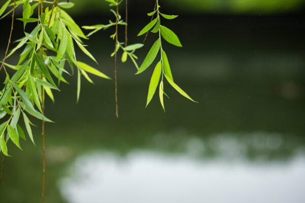 White Willow Bark Extract