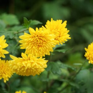 Chrysanthemi Indici Flos Extract
