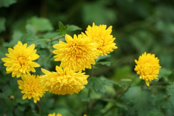 Chrysanthemi Indici Flos Extract