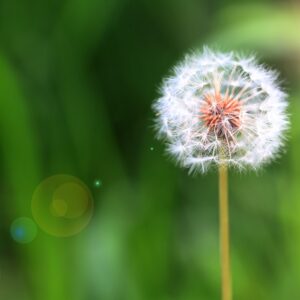 Dandelion Extract