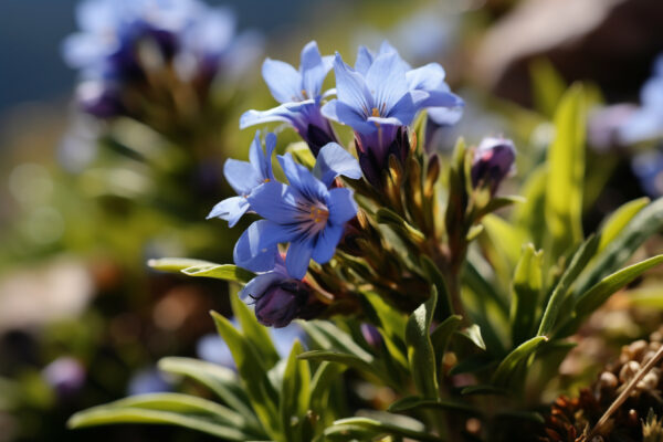 Chinese Gentian Root Extract